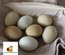 Poule aux oeufs colorés