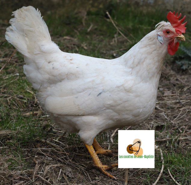 Poule aux oeufs colorés