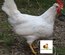 Poule aux oeufs colorés