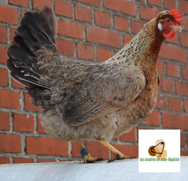 Poule aux oeufs colorés