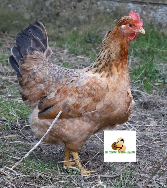 Poule aux oeufs colorés