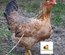 Poule aux oeufs colorés