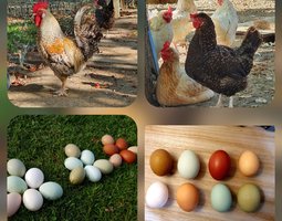 Œufs fécondés colorés pondeuses