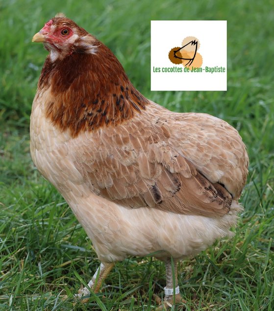 Araucana froment