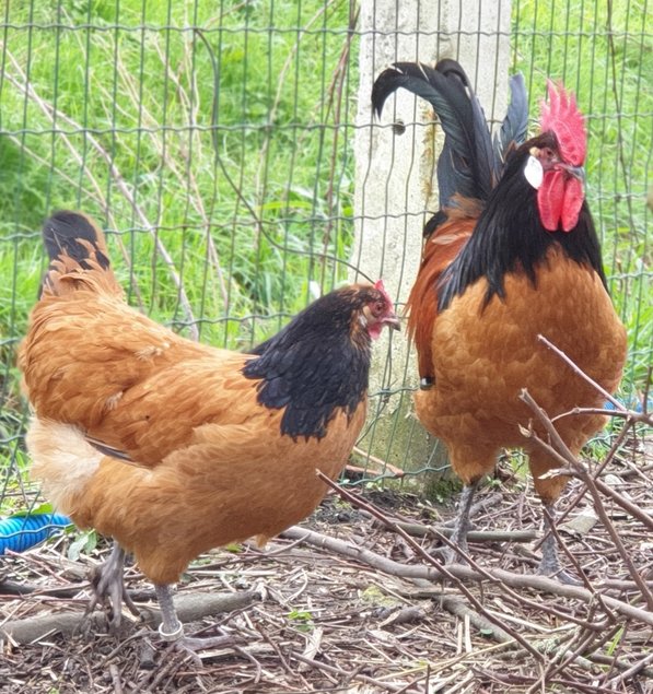 Oeufs à couver de poules Vorwerk pure race
