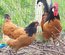 Oeufs à couver de poules Vorwerk pure race