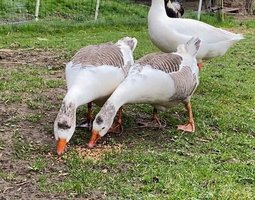 Oies Normandes de Bavent