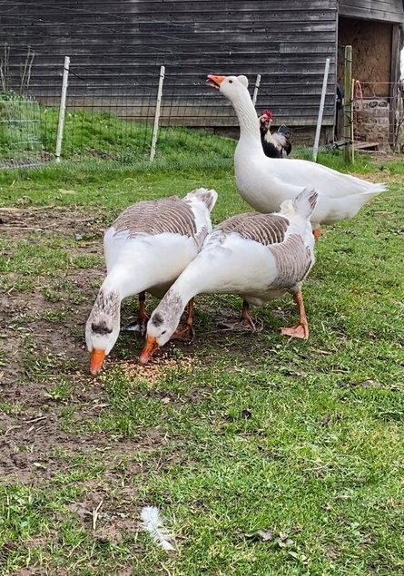 Oies Normandes de Bavent