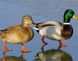 oeuf canard colvert