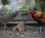 Coq Doré (dit Bankiva), Coq Sauvage