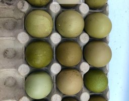 🥚 ADD3C Poules Aux Œufs Colorés ADD3C 🥚