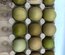 🥚 ADD3C Poules Aux Œufs Colorés ADD3C 🥚