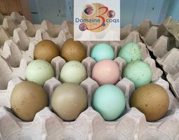 🥚 ADD3C Poules Aux Œufs Colorés ADD3C 🥚