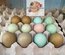 🥚 ADD3C Poules Aux Œufs Colorés ADD3C 🥚