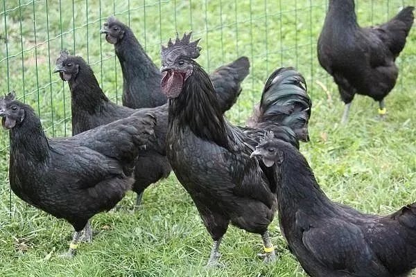 Oeufs de Poulets UHEYILUI