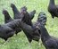 Oeufs de Poulets UHEYILUI