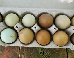 Oeufs olive egger et easter egger à couver