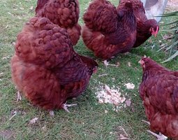 Boîte surprise oeufs pures races orpingtons, pékins, marans, coureurs indiens