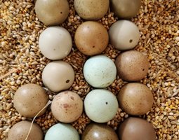 Oeufs fécondés de caille de Chine