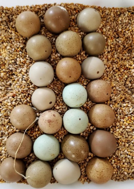 Oeufs fécondés de caille de Chine