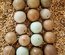 Oeufs fécondés de caille de Chine