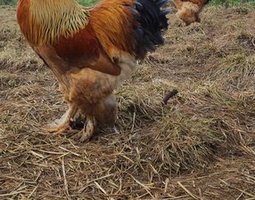(LVDC) Lot Panache de Brahma (5+1 Gratuit)