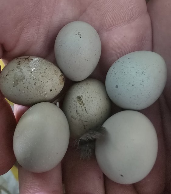 oeufs de caille de chine