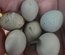oeufs de caille de chine