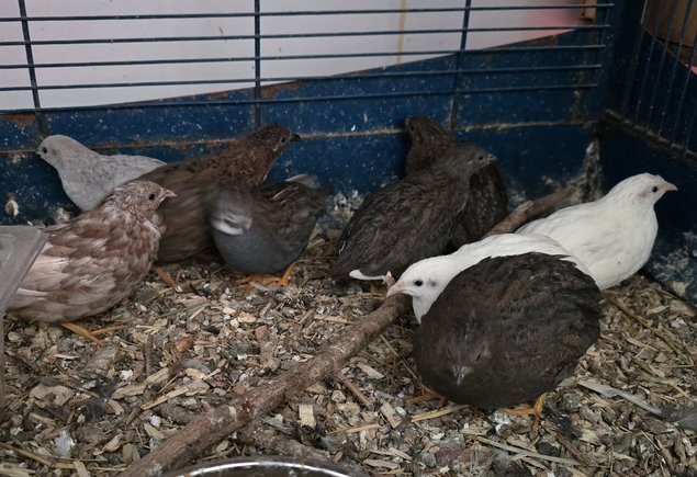 oeufs de caille de chine