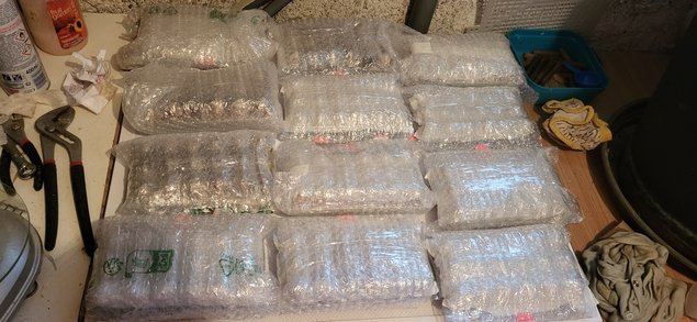 Boîte x 18 oeufs de Cailles Jumbo très grosse souche