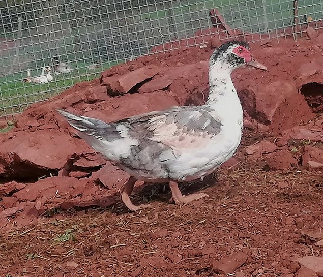 Oeufs de canards barbarie
