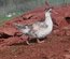 Oeufs de canards barbarie