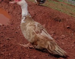 Oeufs de canards barbarie