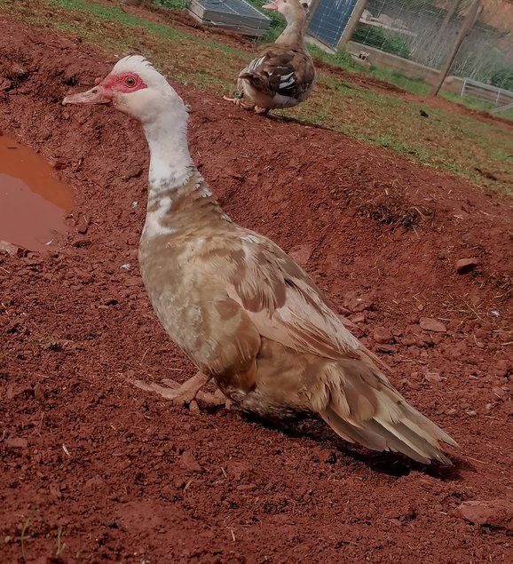 Oeufs de canards barbarie
