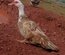 Oeufs de canards barbarie