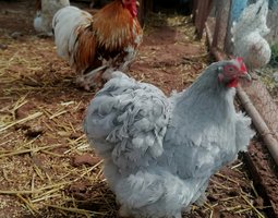 oeufs de Pékin