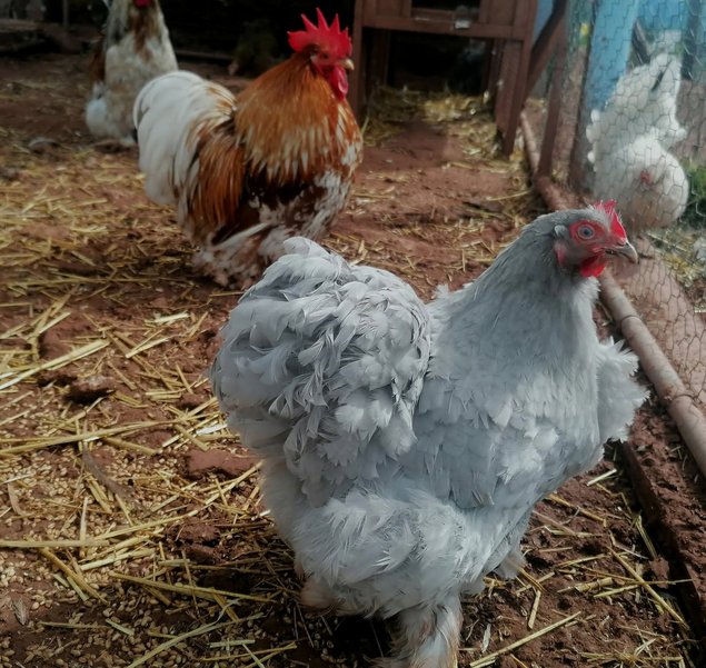 oeufs de Pékin