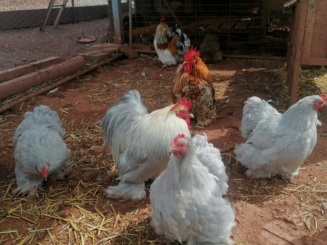 oeufs de Pékin