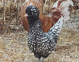 Oeufs "Padoues" (Envoi urgent via Mondial Relay) - la ferme rétro