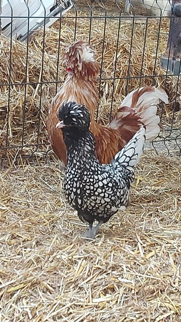 Oeufs "Padoues" (Envoi urgent via Mondial Relay) - la ferme rétro