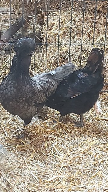 Oeufs "Padoues" (Envoi urgent via Mondial Relay) - la ferme rétro