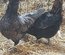 Oeufs "Padoues" (Envoi urgent via Mondial Relay) - la ferme rétro