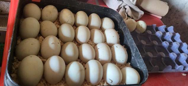 Oeufs cou nue fecondés