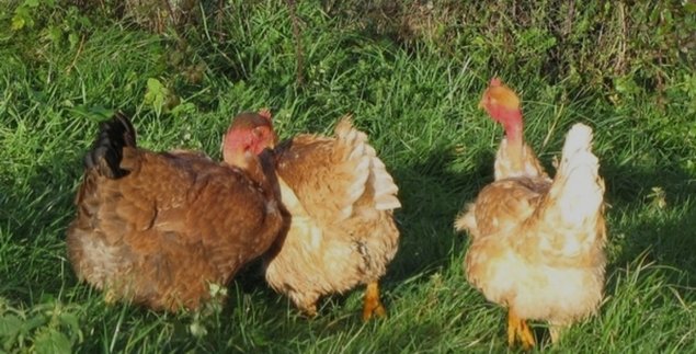 Oeufs cou nue fecondés