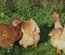Oeufs cou nue fecondés