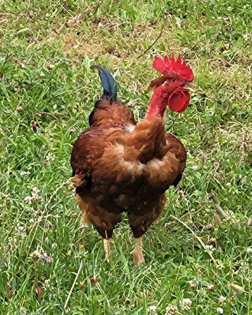 Oeufs cou nue fecondés
