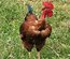 Oeufs cou nue fecondés