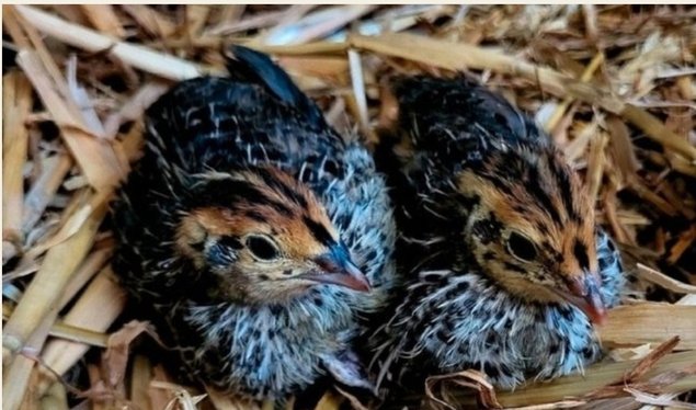 Boîte x 18 oeufs de Cailles Jumbo très grosse souche