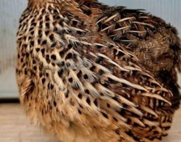 Boîte x 18 oeufs de Cailles Jumbo très grosse souche