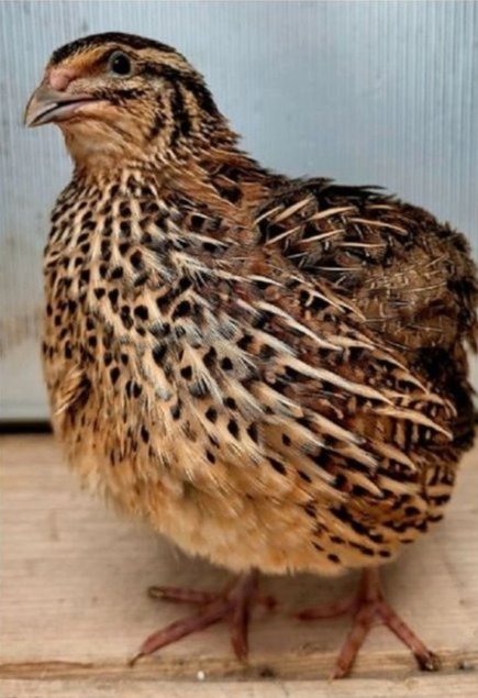 Boîte x 18 oeufs de Cailles Jumbo très grosse souche